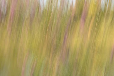Texture, plant and abstract in pastel green and pink