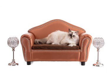 Beyaz arka planda kahverengi bir kanepede Burma 'nın kutsal genç kedisinin portresi.