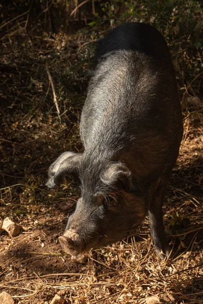 Cerdos Corral Bosque — Foto de Stock
