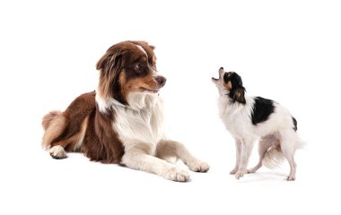 Beyaz bir arka planda havlayan küçük bir Chihuahua 'sı olan Avustralya çoban köpeği.