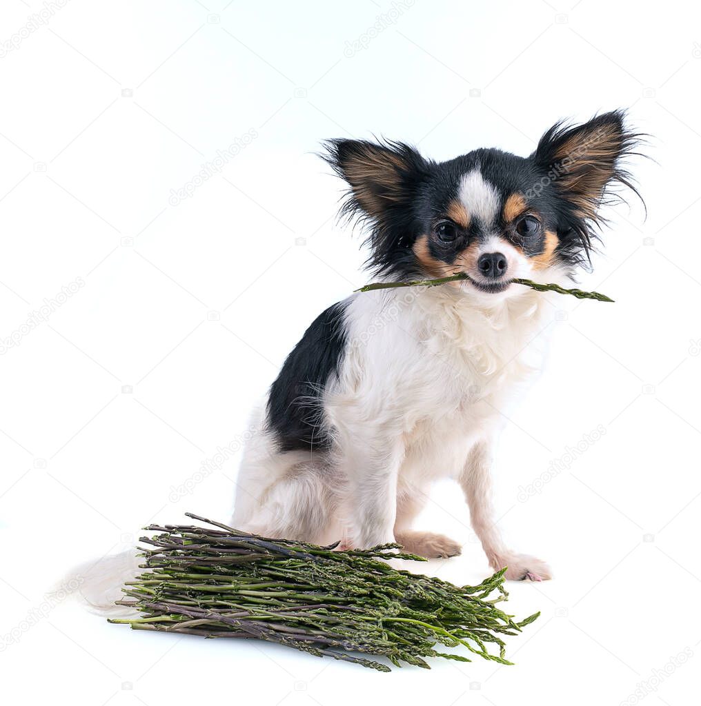 Chihuahua holding an asparagus in its mouth on a white background