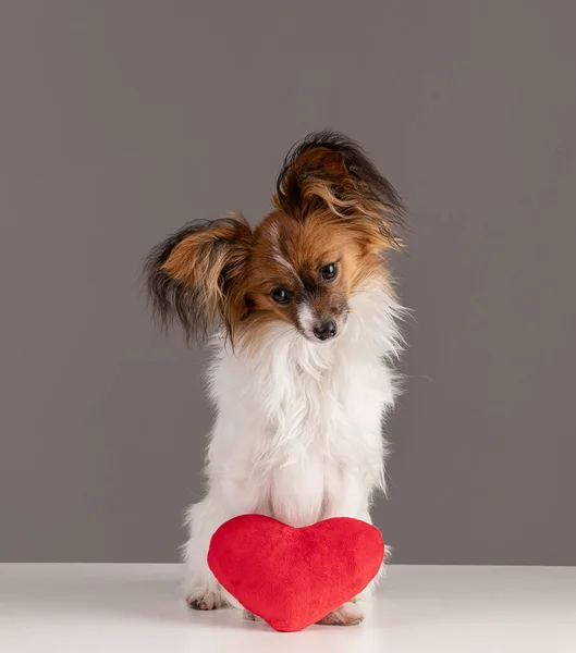 Papillon Cane Con Cuore Studio Sfondo Grigio — Foto Stock