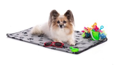 Avrupai oyuncak spanyel, havlunun üzerinde papillon köpek ve yaz oyunları stüdyoda beyaz arka planda