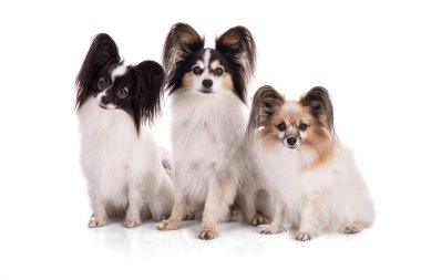 Avrupai oyuncak spanyel, papillon köpek stüdyoda beyaz arka planda izole edildi.