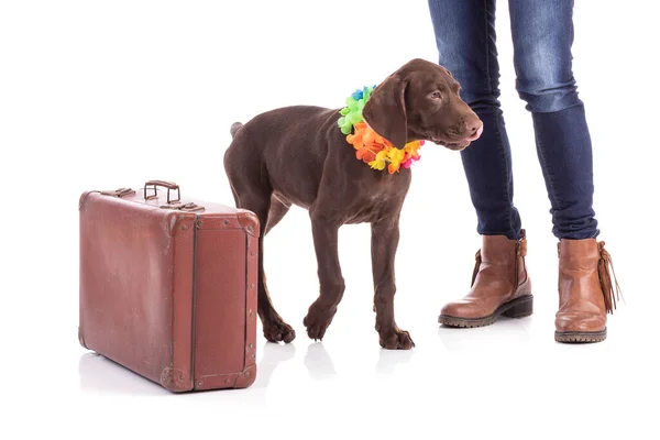 Retrato Cachorro Puntero Húngaro Con Maleta Sobre Fondo Blanco — Foto de Stock