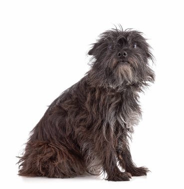 Beyaz arka planda oturan bir Cairn Teriyer köpeğinin portresi