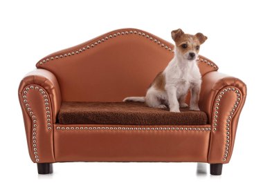 Beyaz arka planda küçük bir kanepede küçük bir melez yavru köpek portresi.