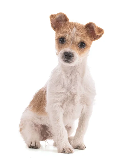 Retrato Pequeno Cachorro Misto Raça Sentado Sobre Fundo Branco — Fotografia de Stock