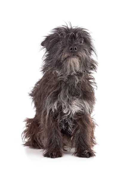 Porträt Eines Cairn Terrier Hundes Auf Weißem Hintergrund — Stockfoto