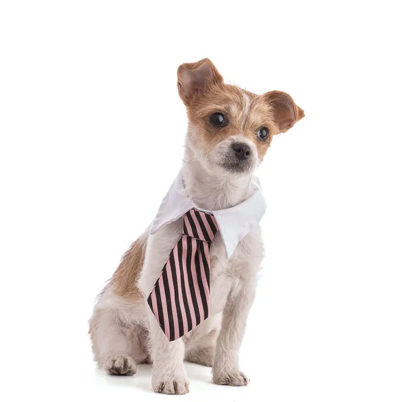 Portrait Small Mixed Breed Puppy Tie White Background — Stock Photo, Image