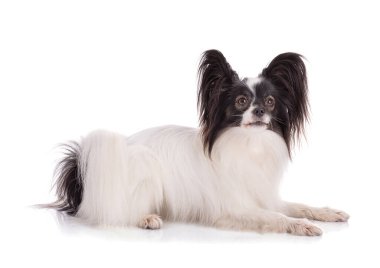 Avrupai oyuncak spanyel, papillon köpek stüdyoda beyaz arka planda izole edildi.