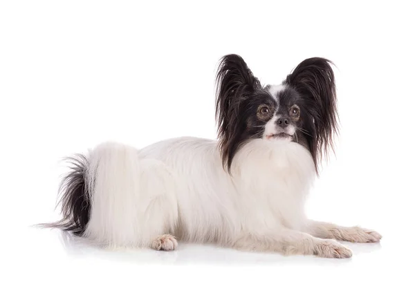Continental Toy Spaniel Papillon Dog Isolated White Background Studio — 스톡 사진