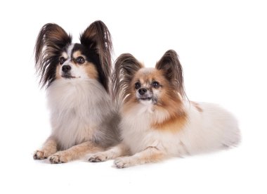 Avrupai oyuncak spanyel, papillon köpek stüdyoda beyaz arka planda izole edildi.