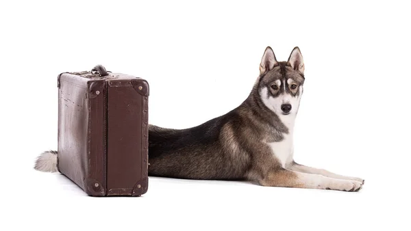 Portret Van Een Maanden Oude Siberische Husky Met Een Koffer — Stockfoto