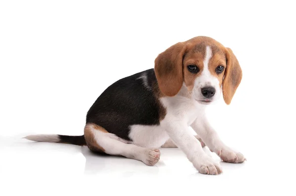 Filhote Cachorro Beagle Sentado Olhando Fundo Branco — Fotografia de Stock
