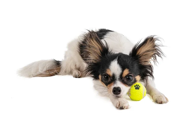 Chihuahua Cabelos Longos Com Mini Bola Tênis Amarelo Fundo Branco — Fotografia de Stock