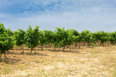 Fransa 'nın güneyinde yazın başında asma tarlası