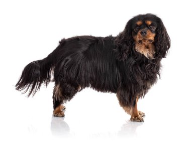Beyaz arka planda duran Şövalye Kral Charles Spaniel