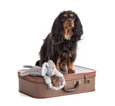 Şövalye Kral Charles Spaniel beyaz arka planda bir bavulun üzerinde