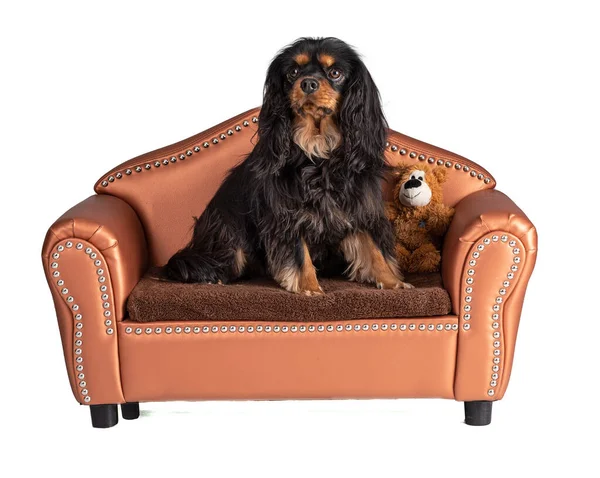 Cavalier Rey Charles Spaniel Perro Sentado Pequeño Sofá Sobre Fondo — Foto de Stock