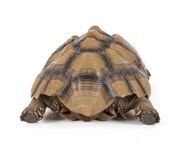 Tortuga Crestada Macho Trece Años Vista Posterior Sulcata Sobre Fondo —  Fotos de Stock