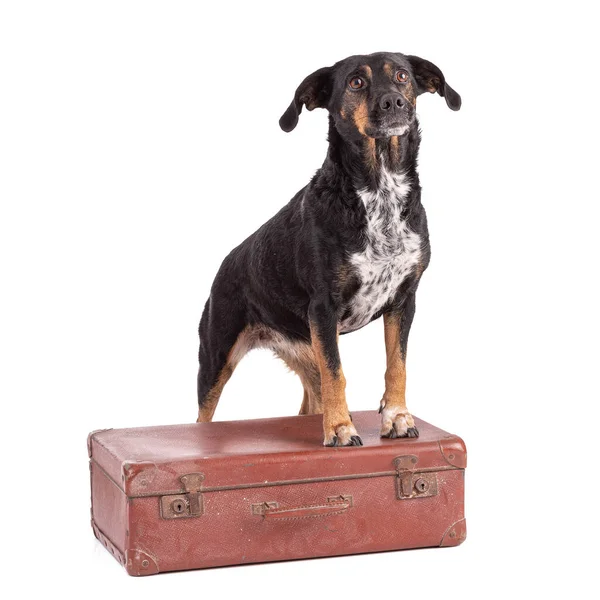 Beyaz Arka Planda Bavulu Olan Renkli Bir Köpeğin Portresi — Stok fotoğraf