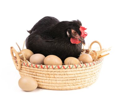 Hasır sepette siyah tavuk, beyaz arka planda yumurtalar.