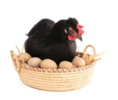 Hasır sepette siyah tavuk, beyaz arka planda yumurtalar.