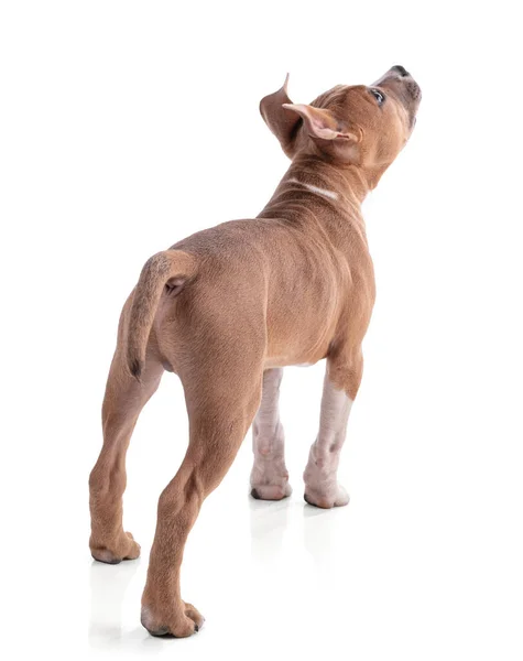 Beyaz Arka Planda Aylık Amerikan Staffordshire Terrier Köpeği — Stok fotoğraf