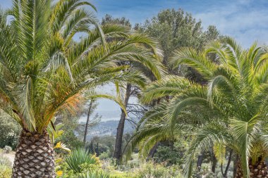 Güney Fransa 'da Bendol manzaralı bir bahçede palmiye ağaçları.