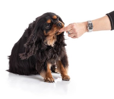 Şövalye Kral Charles Spaniel beyaz arka plan için ödül alıyor.