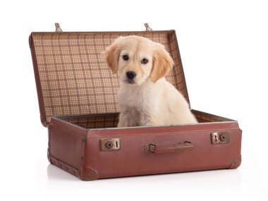  Beyaz arka planda bavulda şirin bir Golden Retriver köpeği. 