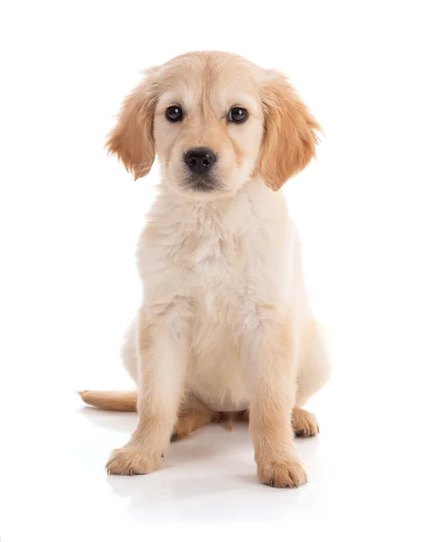 Bonito Filhote Cachorro Golden Retriver Fundo Branco — Fotografia de Stock