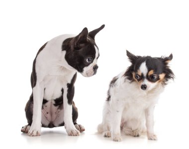 Beyaz arka planda Chihuahua izole edilmiş genç Boston terrier biseksüel rengi
