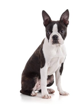 Genç Boston terrier biseksüel rengi beyaz arkaplanda izole edildi