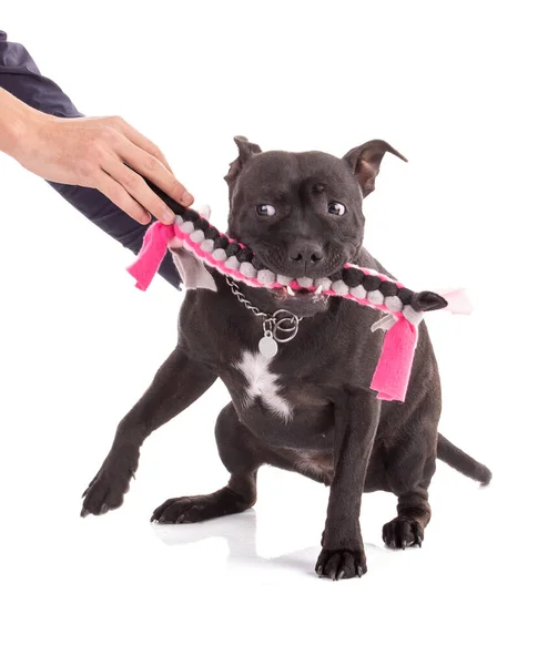 Retrato Perro Staffordshire Terrier Con Juguete Tela Tejida Rosa Sobre — Foto de Stock