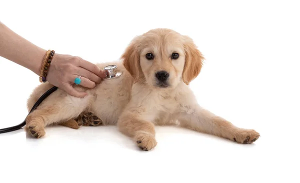 带白色背景听诊器的可爱的金毛猎犬 — 图库照片