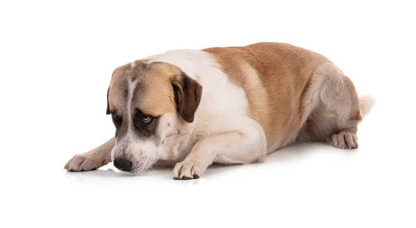 Μεγάλα Πυρηναία Ορεσίβιος Σκύλος Ξαπλωμένος Λευκό Φόντο — Φωτογραφία Αρχείου