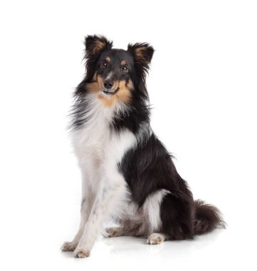 Beyaz arka planda Shetland köpeği