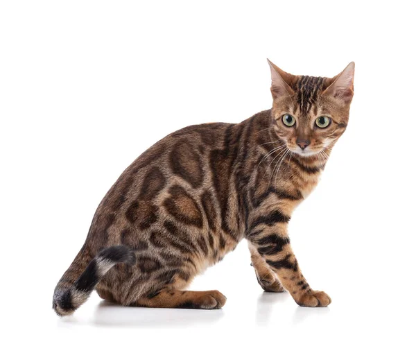 Beyaz arka planda kahverengi bengal bir kedinin portresi