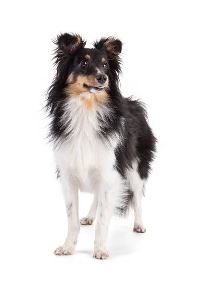 Shetland Dog Standing White Background —  Fotos de Stock