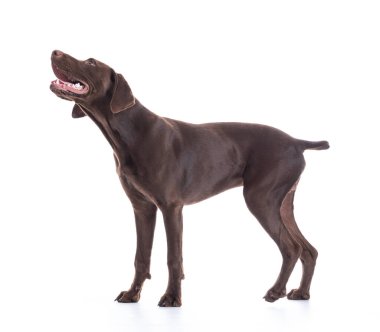 Genç Alman Kısaltması, Pointer 'ın beyaz arka planda durmasını sağladı