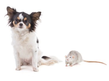 Beyaz arka planda chihuahua 'sı olan iki renkli şirin bir fare.