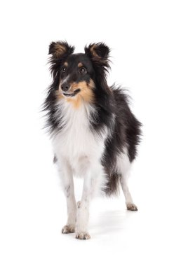 Beyaz arka planda duran Shetland köpeği