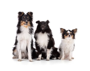 Beyaz arka planda oturan Shetland köpeği Chihuahua 'lar