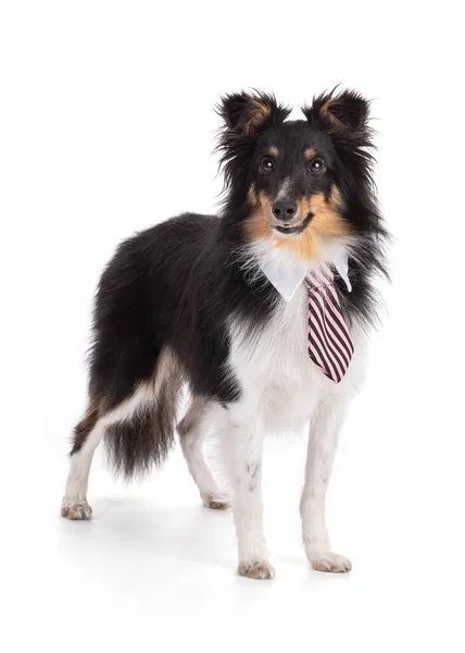 Shetland Dog Tie White Background — Stock Photo, Image