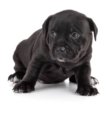 Beyaz arka planda köpek yavrusu Staffordshire Bull Terrier