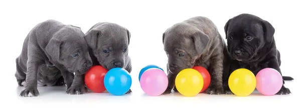 Puppys Staffordshire Bull Terrier Coloured Balls White Background — Stock Photo, Image