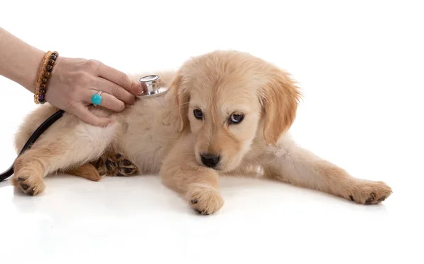 かわいいですゴールデンRetriver子犬とともに聴診器上の白い背景 — ストック写真