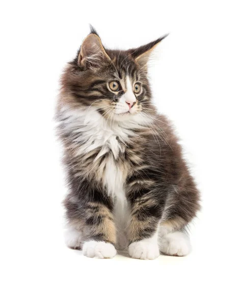 白い背景の上のメインあらいくま子猫かわいい — ストック写真